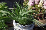 blackiris20150317.JPG