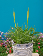 black-iris0402.JPG