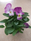 生産者直送！花苗販売中！