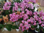 DSCF8790.JPG
