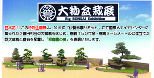20181228bonsai.jpg