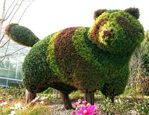 tanuki.JPG
