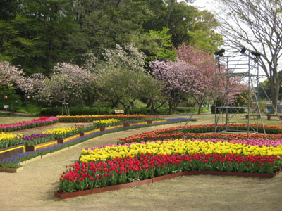 20130410toku-turip.JPG