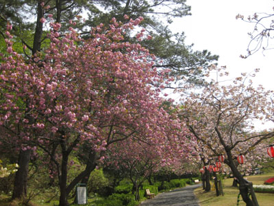 20130410toku-yaezakuranamiki.JPG