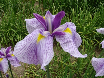 20130529-hamamatsujo.JPG