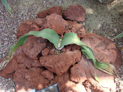 20130830-kisoutengai.JPG