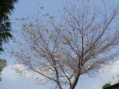 20130913-acorade.JPG